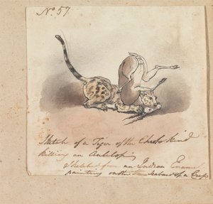 Ein Gepard tötet eine Antilope von Robert Mabon