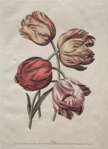 Acht schöne Gruppen natürlicher Blumen in Umrissen von de la Cour: Tulpen, ca. 1770 von Robert Sayer
