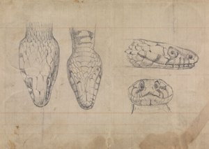 Studie des Kopfes einer Schlange von Robert Smirke