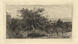 Knotiger Baum