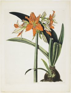 Amaryllis fulgida (Gestreifte Amaryllis), 1831-34