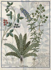 Farne, Brombeeren und Blumen, Illustration aus dem Buch der einfachen Heilmittel von Mattheaus Platearius von Robinet Testard