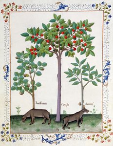 Haselnussstrauch (links) und Kirschbaum (Mitte), Illustration aus dem Buch der einfachen Heilmittel von Mattheaus Platearius von Robinet Testard