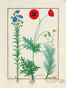 Linum, Gartenmohn und Abrotanum, Illustration aus dem Buch der einfachen Heilmittel von Mattheaus Platearius von Robinet Testard