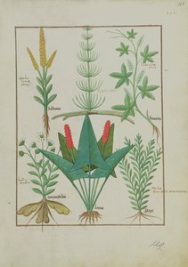 Ms Fr. Fv VI #1 fol.125r Obere Reihe: Mais, Equisetum und Labruscae flos. Untere Reihe: Gänseblümchen, Jarus und Majoran, Illustration aus Das einfache Buch der Medizin, von Mattheaus Platearius
