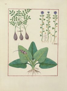 Ms Fr. Fv VI #1 fol. Illustration aus Das Buch der einfachen Heilmittel von Mattheaus Platearius (gest. ca. 1161) ca. 1470 von Robinet Testard