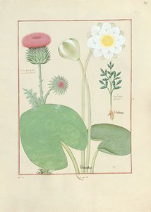Gefiederte Distel, Seerose und Rizinuspflanze, Illustration aus 