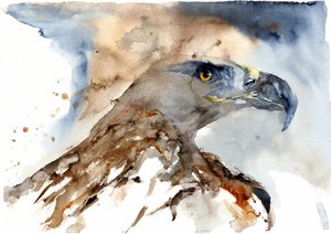 Majestätischer Aquarell-Adler von RodMacIver