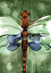 Lebhafte Aquarell-Libelle von RodMacIver