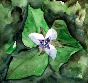 Weiße Trillium Blüte von RodMacIver
