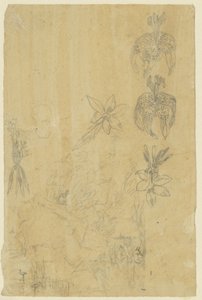 Blumenstudien und badende Frauen von Rodolphe Bresdin