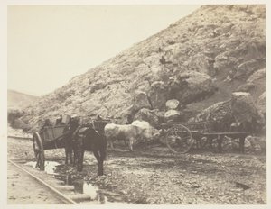 Vieh und Karren, die Balaklava verlassen
