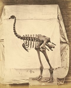Dinornis Elephantopus Dinosaurier von Roger Fenton