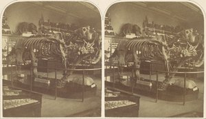 Das Megatherium, British Museum
