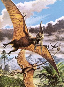 Pteranodon (oben) und Rhamphorhynchus (unten) von Roger Payne