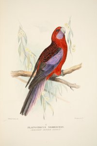 Nördlicher Purpurpapagei, veröffentlicht 1916, handkolorierte Gravur von Roland Green