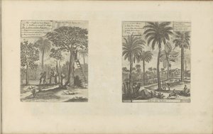 Landschaften mit Mangobäumen, Kokos- und Palmenbäumen von Romeyn de Hooghe