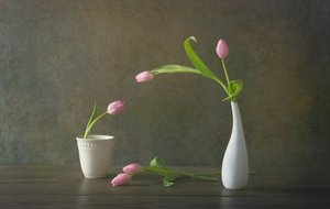 Elegantes rosa Tulpen-Stillleben