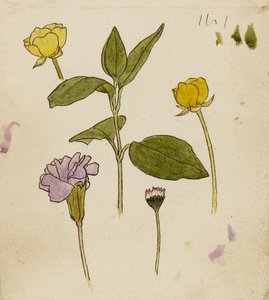 Studie von Blumen - Butterblume und Gänseblümchen von Rosa Brett
