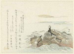 Schildkröten auf einem Felsen