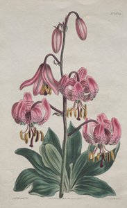 The Botanical Magazine or Flower Garden Displayed: Glattstielige Martagon, Türkenbundlilie von S. Curtis