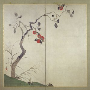 Kaki am Baum