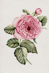 Botanische rosa Rose
