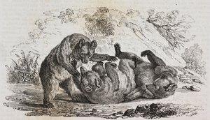 Bären von Asturien, Spanien, Lithographie von Salvatore Puglia von Salvatore Puglia