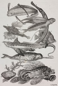 Meerestiere: 1 Dattiloftera, 2 Syngnathus, 3 Pegasus, 4 Trachypterus, 5 Chaetodon, 6 Kaninchenfisch, 7 Einhorn (Narwal), 8 Fliegende Pteroids, 9 Attinia von Salvatore Puglia