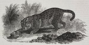 Sumatra-Katze, Lithographie von Salvatore Puglia von Salvatore Puglia
