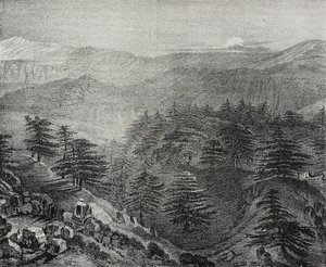 Ansicht des Libanongebirges mit seinen berühmten Zedern, Libanon, Lithographie von Salvatore Puglia aus Poliorama Pittoresco, Nr. 10, 15. Oktober von Salvatore Puglia