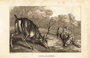Begegnung zwischen einem Hirsch, Cervus elaphus, und einem Schneeleoparden, Panthera uncia