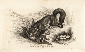 Fuchs greift eine Ente und ihr Nest mit Eiern an