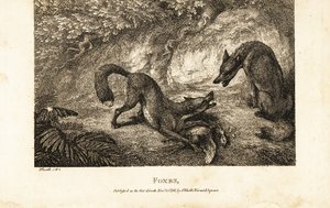 Fuchs mit totem Geflügel wehrt einen anderen Fuchs ab