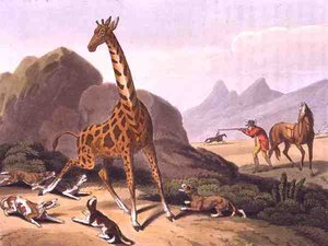 Jagd auf die Giraffe, graviert von Matthew Dubourg (fl. 1785-1820), veröffentlicht von Edward Orme