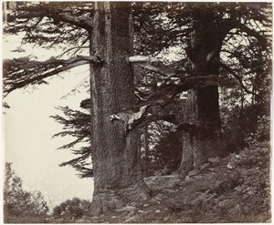Zwei Zedernbäume, Himachal Pradesh