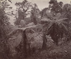 Darjeeling, Gruppe von Baumfarnen in Lebong von Samuel Bourne