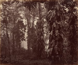 Darjeeling, Indien von Samuel Bourne