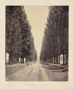 Srinuggur; Pappelallee, vom Ende von Samuel Bourne