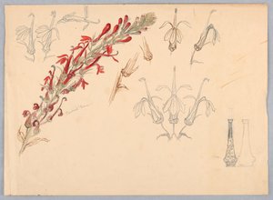 Kardinalsblume
