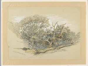 Zeichnung, Eichenwald, Montauk, New York, 8. September 1880