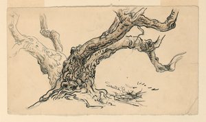 Skizzen. Sykomoren, Santa Barbara, Kalifornien, ca. 1888