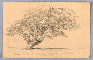 Studien: Bäume, Santa Barbara, Kalifornien, 1888