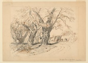 Zeichnung, Studie für Die Zypressen von Montezuma, Park von Chapultepec, Mexiko von Samuel Colman