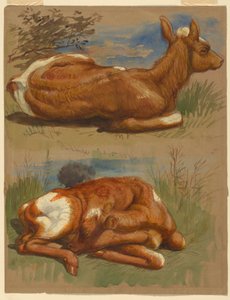 Drei Studien von Kälbern, Stockbridge, 7. Juli 1876