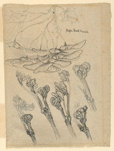 Ahornsamenbehälter von Samuel Colman