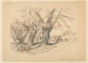 Studie für Die Zypressen von Montezuma, Park von Chapultepec, Mexiko von Samuel Colman