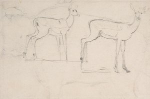 Studie für zwei stehende Pallah-Hirsche von Samuel Daniell