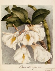 Dendrobium Formosum, ca. 1839 von Samuel Holden