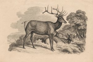 Ein Bock und zwei Rehe